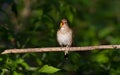 Thrush Nightingale, Luscinia luscinia. At dawn, a bird sits on a branch and sings Royalty Free Stock Photo