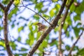 Thrush Nightingale, Luscinia luscinia. A bird sits on a tree branch and sings Royalty Free Stock Photo