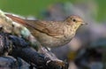 Thrush Nightingale perched in bush in sweet evening light Royalty Free Stock Photo