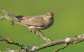 Thrush Nightingale sits on lichen perch in evening light Royalty Free Stock Photo