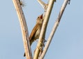 Thrush Nightingale sings Royalty Free Stock Photo