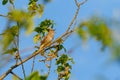 Thrush Nightingale sings Royalty Free Stock Photo