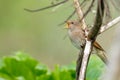 Thrush Nightingale sings Royalty Free Stock Photo