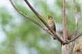 Thrush Nightingale sings Royalty Free Stock Photo