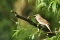 Thrush nightingale Royalty Free Stock Photo