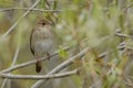 Thrush Nightingale Royalty Free Stock Photo