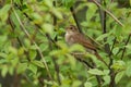 Thrush Nightingale Royalty Free Stock Photo