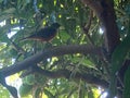 Thrush perched on a mango tree, morning scene.