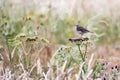 Thrush perched on peashooter plant Royalty Free Stock Photo