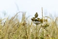 Thrush perched on peashooter plant Royalty Free Stock Photo