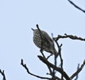 Thrush perched in a tree