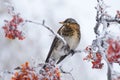 Thrush on a rowan tree Royalty Free Stock Photo