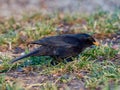 A thrush searches for food on the ground in the grass