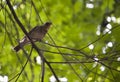 The thrush sings in park Royalty Free Stock Photo