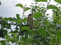 Thrush sits on a tree among leaves Royalty Free Stock Photo