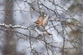 Thrush in a snowy winter forest Royalty Free Stock Photo