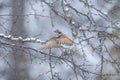 Thrush in a snowy winter forest Royalty Free Stock Photo