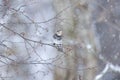 Thrush in a snowy winter forest Royalty Free Stock Photo