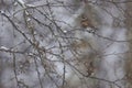 Thrush in a snowy winter forest Royalty Free Stock Photo