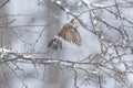 Thrush in a snowy winter forest Royalty Free Stock Photo