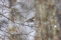 Thrush in a snowy winter forest Royalty Free Stock Photo