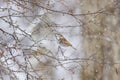 Thrush in a snowy winter forest Royalty Free Stock Photo
