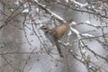 Thrush in a snowy winter forest Royalty Free Stock Photo