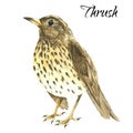 The thrush stand on white background Royalty Free Stock Photo