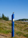 Thrush standing on post with beach access sign in dunes