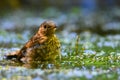 Thrush takes a bath in a muddy pond Royalty Free Stock Photo