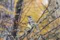 Thrush on the toringo tree. Royalty Free Stock Photo