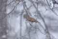 Thrush with toringo tree and snow. Royalty Free Stock Photo