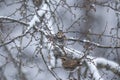 Thrush with toringo tree and snow. Royalty Free Stock Photo