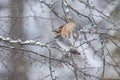 Thrush with toringo tree and snow. Royalty Free Stock Photo