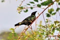 Thrush on tree branch (Turdus Obscurus) Royalty Free Stock Photo
