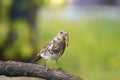 Thrush in a tree, holding in its beak a long worm Royalty Free Stock Photo