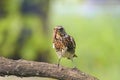 Thrush in a tree, holding in its beak a long worm Royalty Free Stock Photo