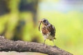 Thrush in a tree, holding in its beak a long worm Royalty Free Stock Photo