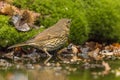 Thrush, Turdidae. A songbird Royalty Free Stock Photo