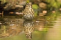 Thrush, Turdidae. A songbird Royalty Free Stock Photo