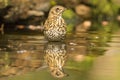 Thrush, Turdidae. A songbird