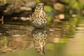 Thrush, Turdidae. A songbird Royalty Free Stock Photo