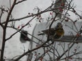 The Thrush, Turdus on a branch of berry mountain ash. Rowan aucuparia tree background Royalty Free Stock Photo