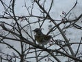 The Thrush, Turdus on a branch of berry mountain ash. Rowan aucuparia tree background Royalty Free Stock Photo