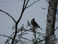 The Thrush, Turdus on a branch of berry mountain ash. Rowan aucuparia tree background Royalty Free Stock Photo