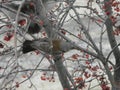 The Thrush, Turdus on a branch of berry mountain ash. Rowan aucuparia tree background Royalty Free Stock Photo