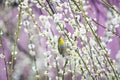 thrush white plum blossom flowers branches tender pink background early spring, selective focus, ume, mei Royalty Free Stock Photo