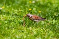 Thrush and worm Royalty Free Stock Photo