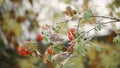 Thrushes on a branch eat rowan berries