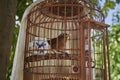 Thrushes in Chinese Style Bird Cages